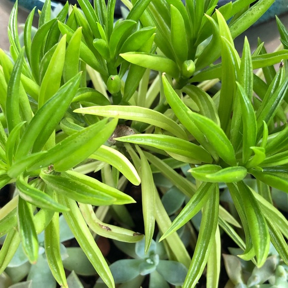 Meet your Posher, M - Picture 1 of 1